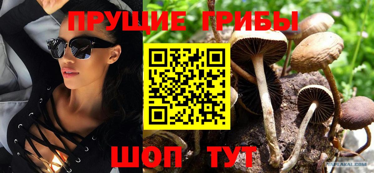 Псилоцибиновые грибы Cubensis  Вход с VPN  Амурск 
